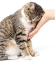 caress a cat on a white background Wall Mural