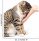 caress a cat on a white background Wall Mural