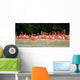 pink flamingos Wall Mural