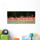 pink flamingos Wall Mural