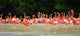 pink flamingos Wall Mural