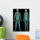 Human nervous system Wall Mural