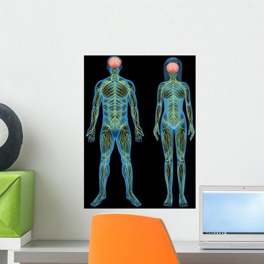 Human nervous system Wall Mural