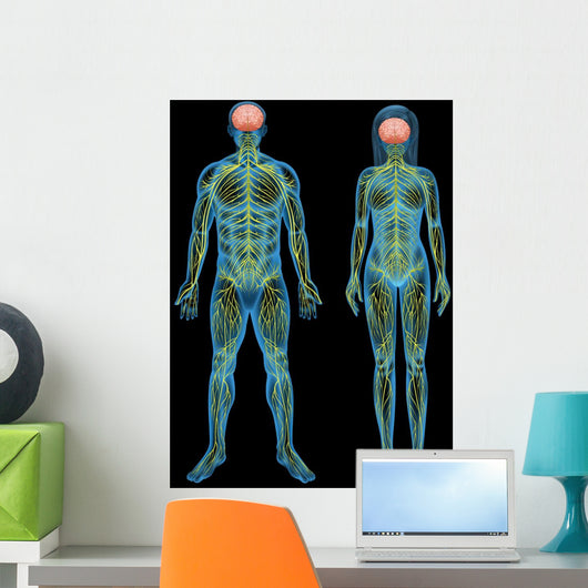 Human nervous system Wall Mural