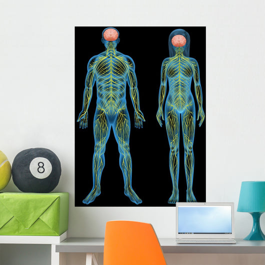 Human nervous system Wall Mural