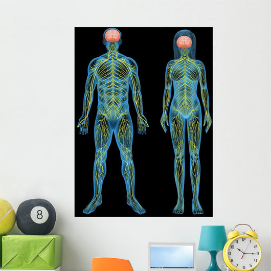 Human nervous system Wall Mural
