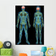 Human nervous system Wall Mural