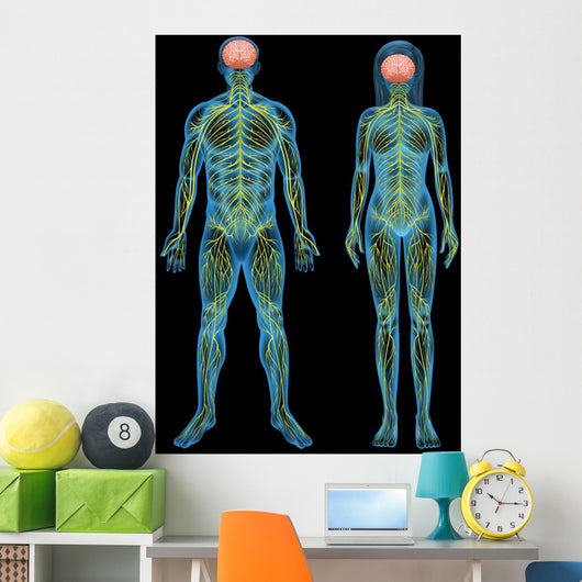 Human nervous system Wall Mural