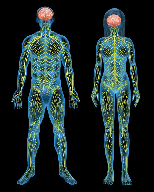 Human nervous system Wall Mural