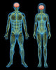 Human nervous system Wall Mural