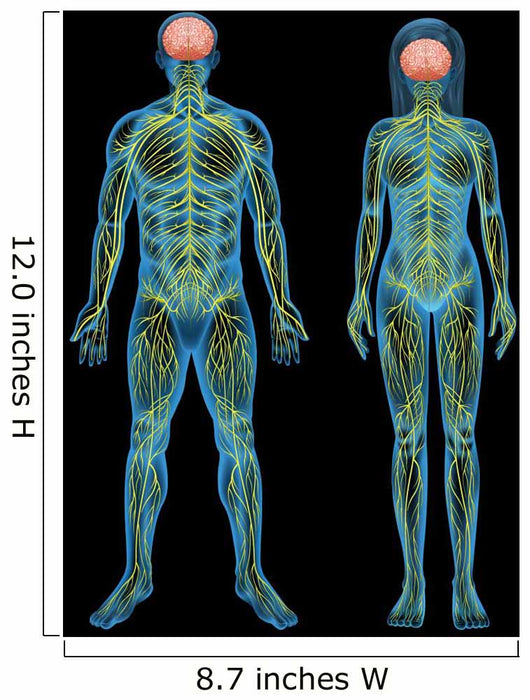 Human nervous system Wall Mural