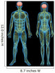 Human nervous system Wall Mural