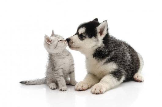Cute puppy kissing kitten Wall Decal