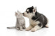 Cute puppy kissing kitten Wall Decal