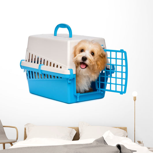 Cute happy havanese puppy dog is looking out from a pet crate Wall Decal