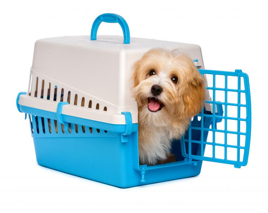 Cute happy havanese puppy dog is looking out from a pet crate Wall Decal