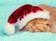 Little kitten wearing Santa's hat sleeping on a blue blanket Wall Mural