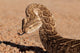 Puff adder snake Wall Mural