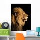 Portrait of a big male African lion on black Wall Mural