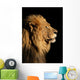 Portrait of a big male African lion on black Wall Mural