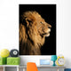 Portrait of a big male African lion on black Wall Mural