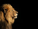 Portrait of a big male African lion on black Wall Mural
