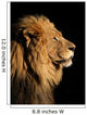 Portrait of a big male African lion on black Wall Mural