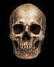 Frontal Human Skull Wall Mural