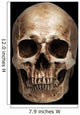 Frontal Human Skull Wall Mural