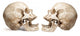 Yammering Human Skulls Wall Decal Sticker Set