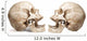 Yammering Human Skulls Wall Decal Sticker Set