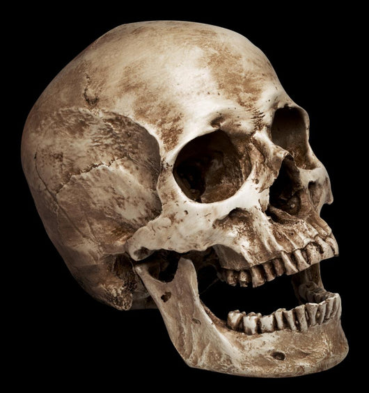 Three Fourths Skull Wall Mural