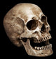 Three Fourths Skull Wall Mural