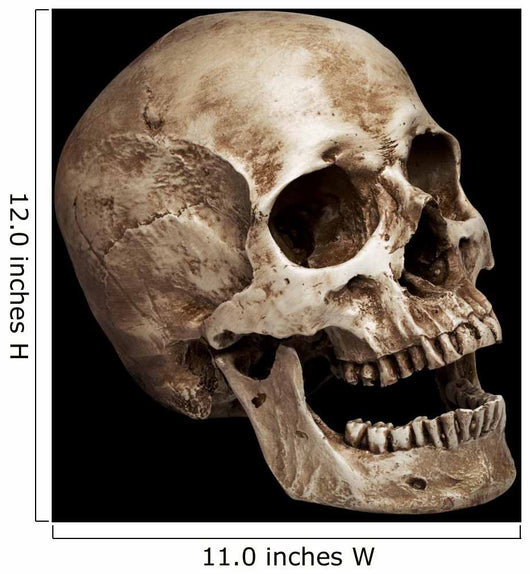 Three Fourths Skull Wall Mural