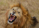 Roaring Lion Wall Mural