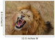Roaring Lion Wall Mural