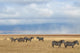 Zebras and antelope Wall Mural