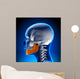 Female Mandible - Jaw Anatomy Wall Mural