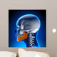 Female Mandible - Jaw Anatomy Wall Mural