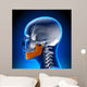 Female Mandible - Jaw Anatomy Wall Mural