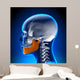 Female Mandible - Jaw Anatomy Wall Mural