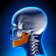 Female Mandible - Jaw Anatomy Wall Mural
