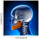 Female Mandible - Jaw Anatomy Wall Mural