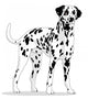 dalmatian Wall Decal