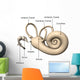 Human ear internal Wall Mural