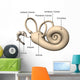 Human ear internal Wall Mural