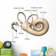 Human ear internal Wall Mural