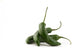Serrano Chiles - Spiraled Wall Decal
