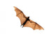 Flying fox bat Wall Decal