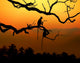Silhouette of a monkey Wall Mural
